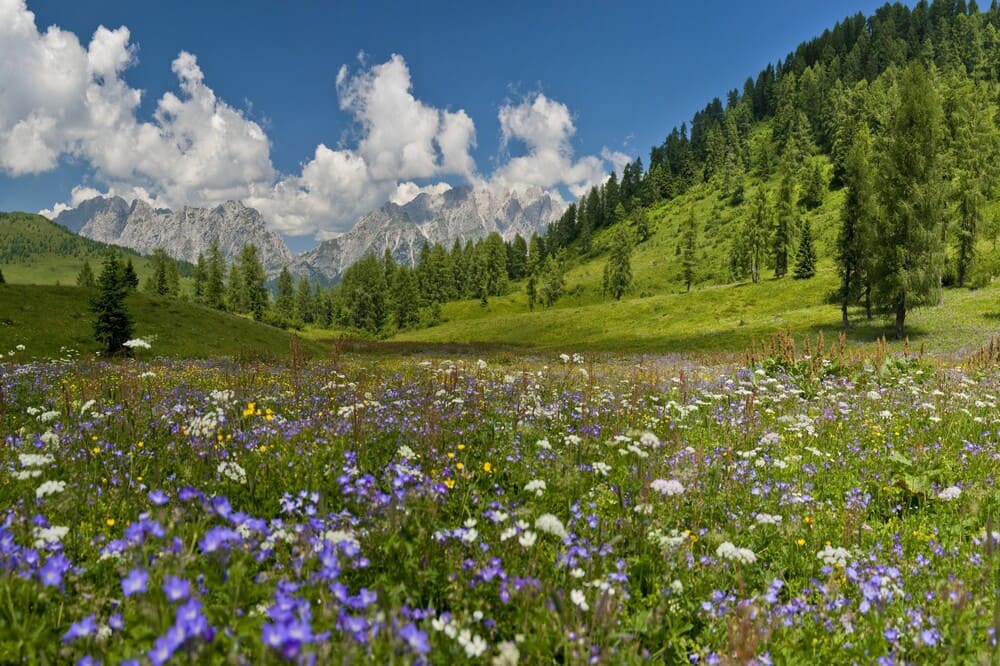 Paesaggio alpino primaverile in Carnia, fiori selvatici con vista sulle montagne, natura incontaminata del Friuli Venezia Giulia